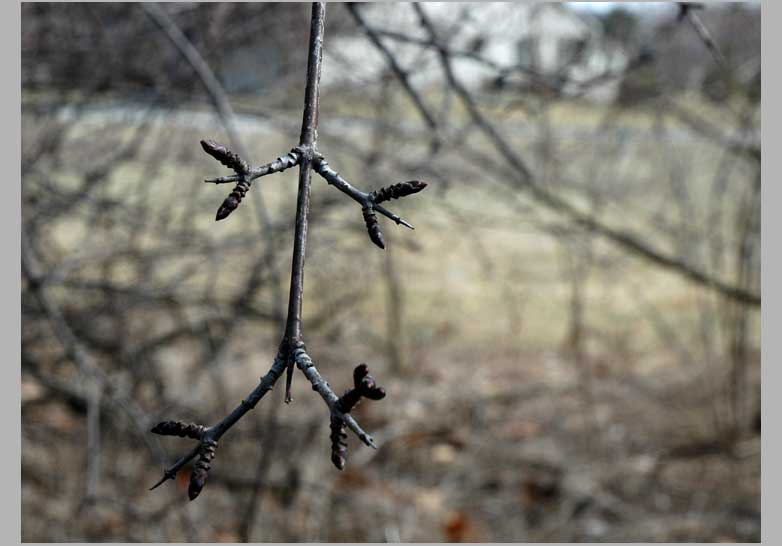 common buckthorn