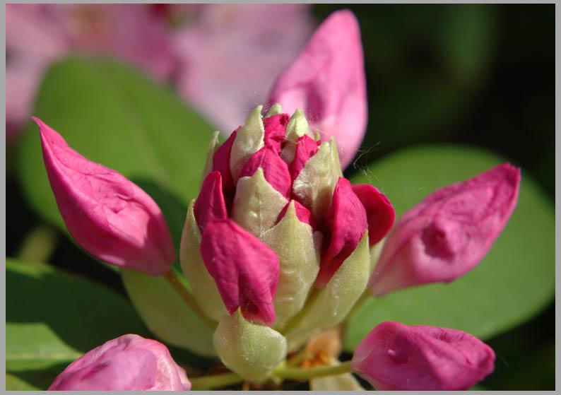 rhododendron