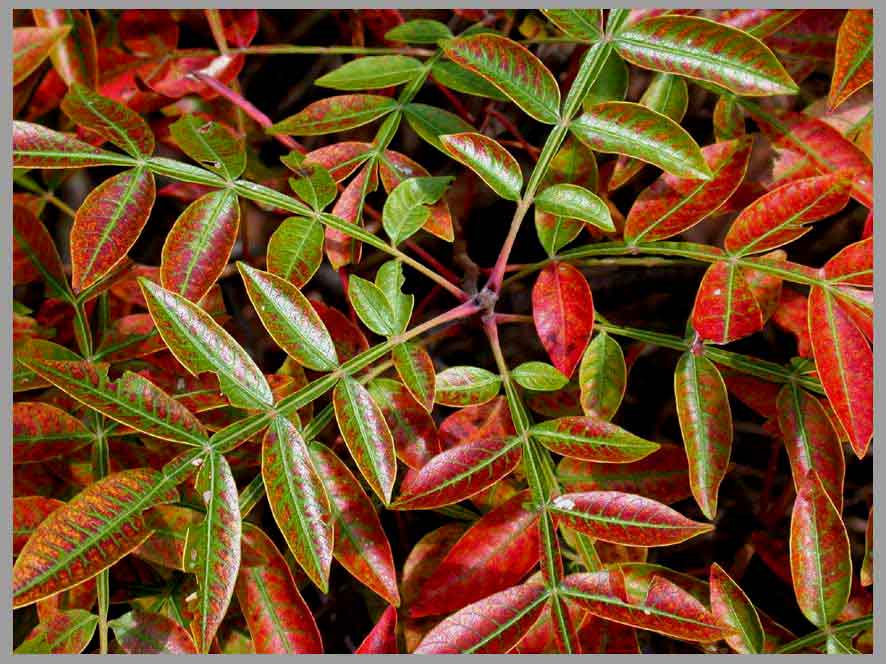 shiny sumac