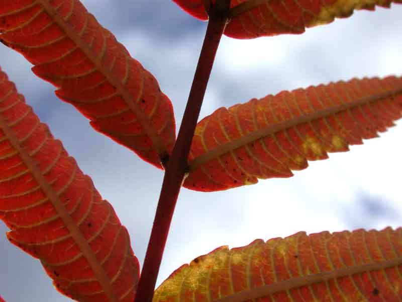 smooth sumac leaves