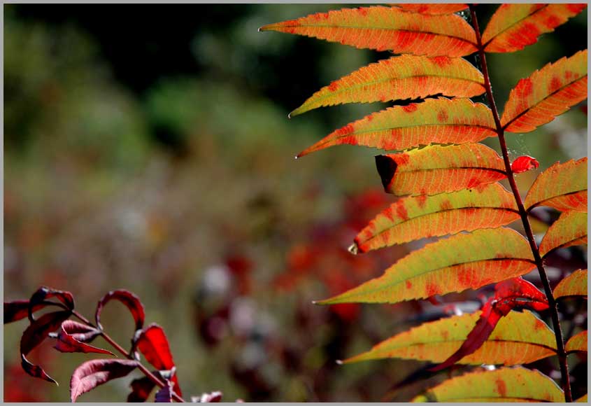 rhus hirta