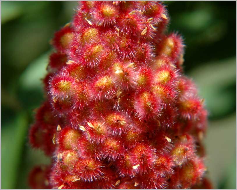 staghorn sumac, drupes