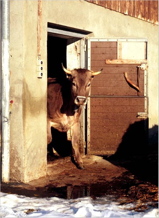 yearling stepping out