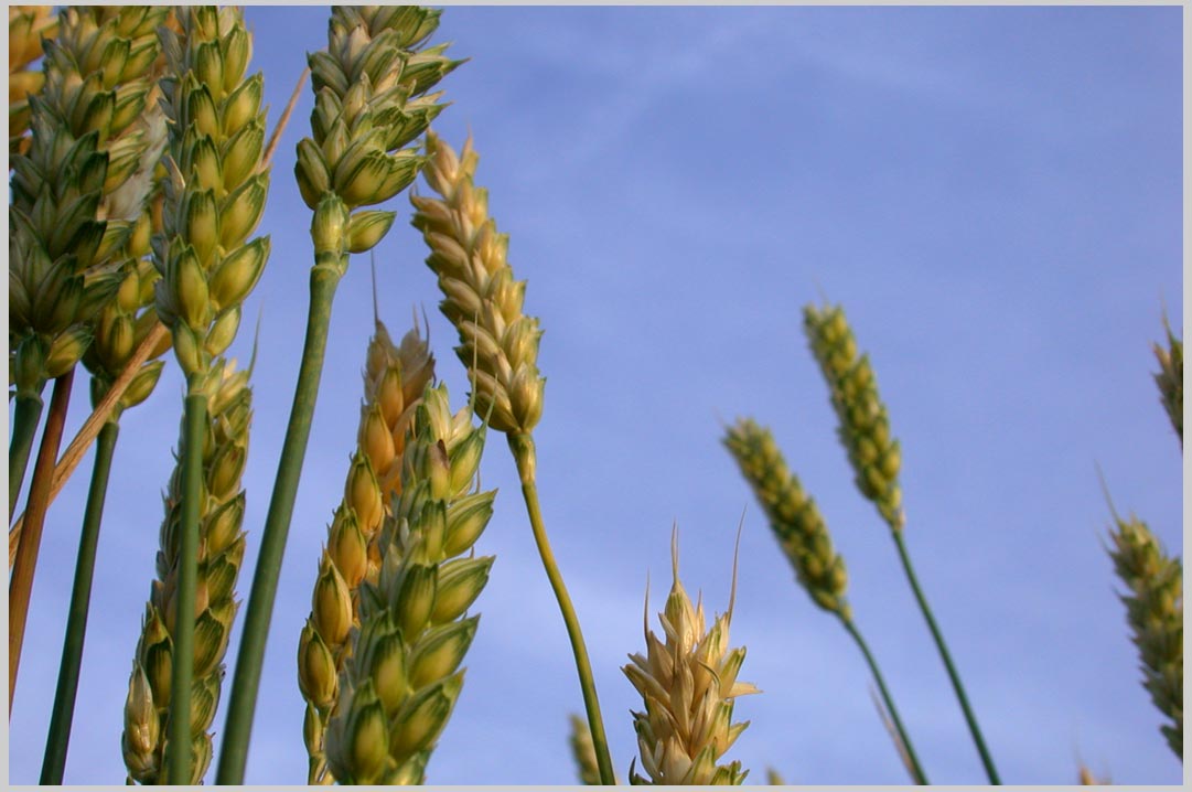 ripening wheat