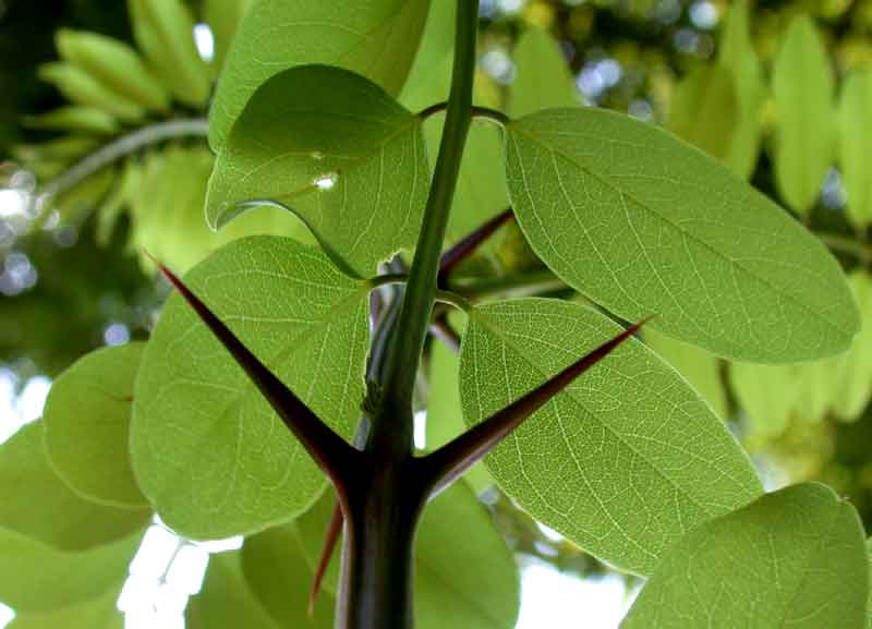 robinia shade