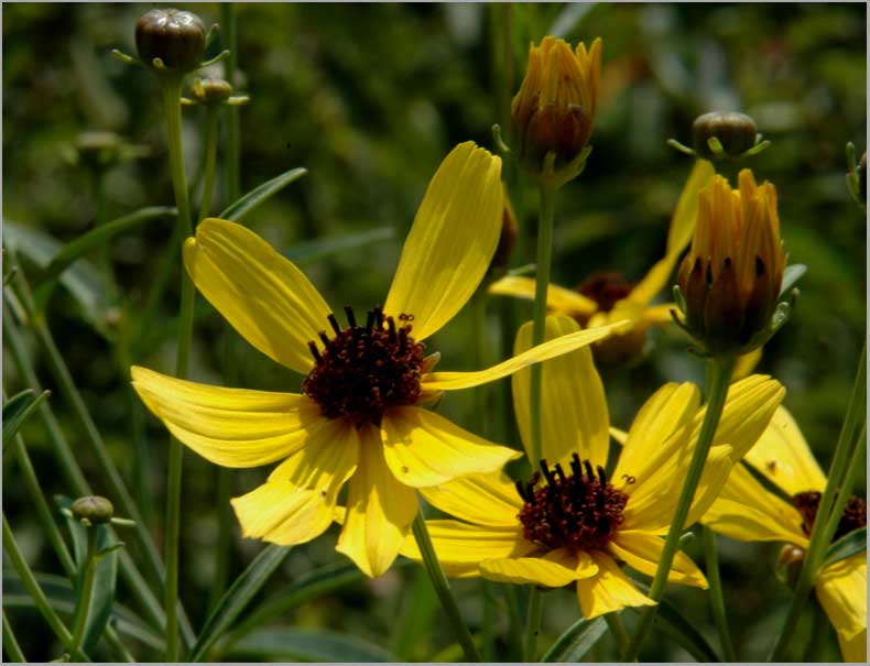 thin-leaved coneflower