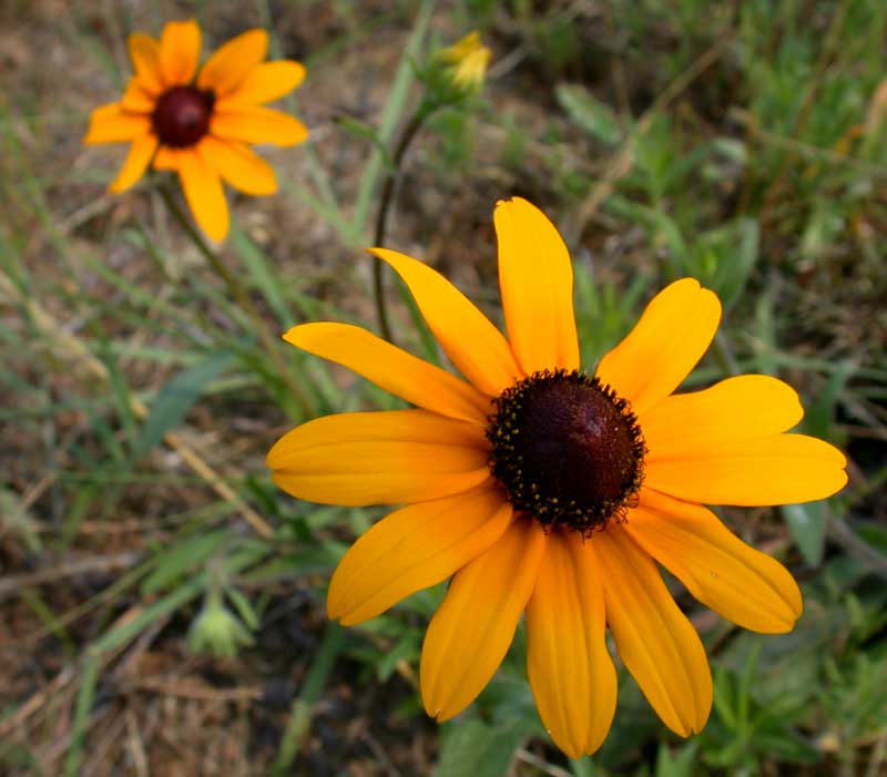 rudbeckias