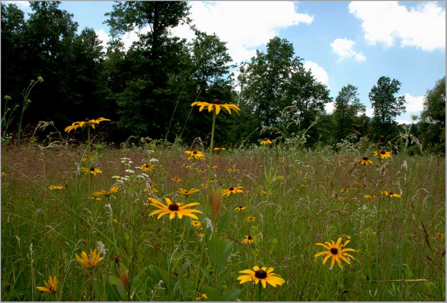 rudbeckia meadow