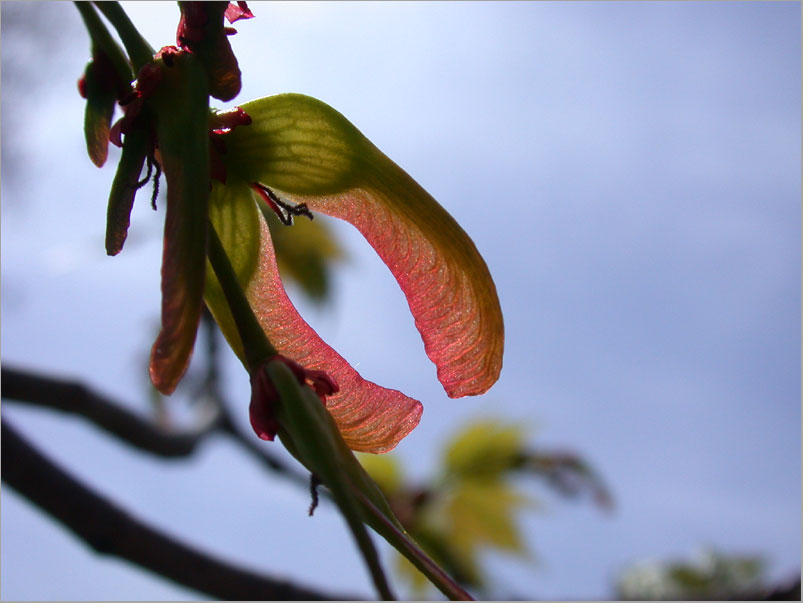 redmaple samara