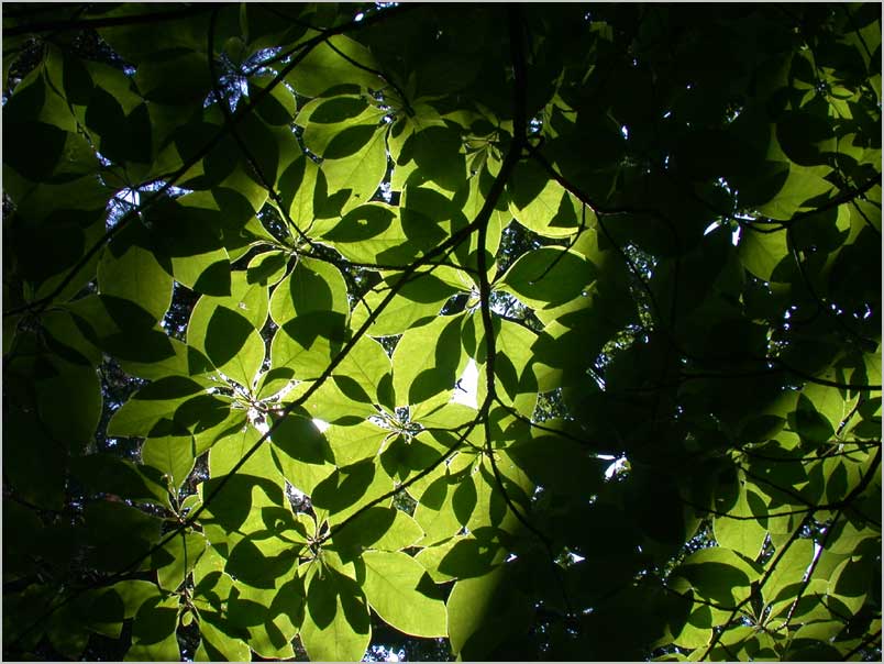 sassafras, backlight