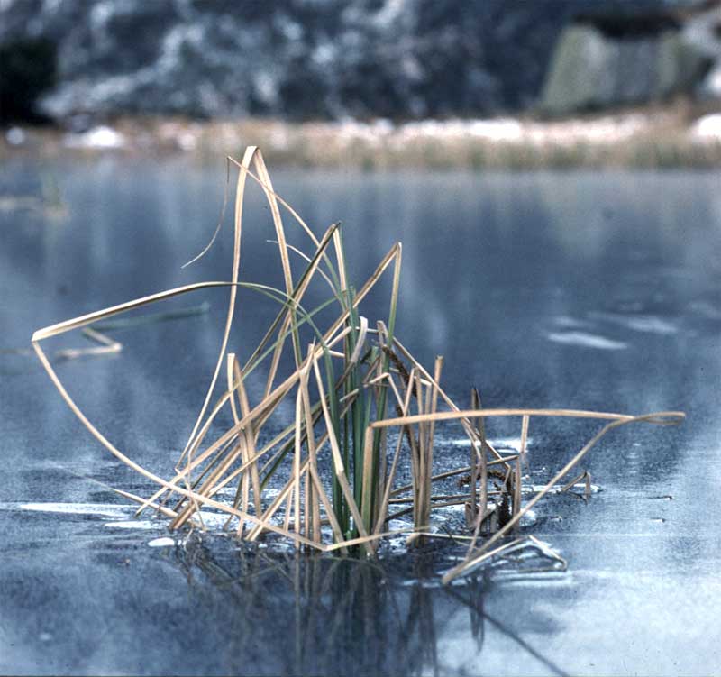 sedge on ice