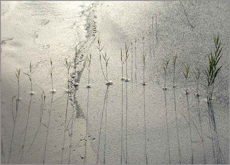 long shadow, reedgrass chorus