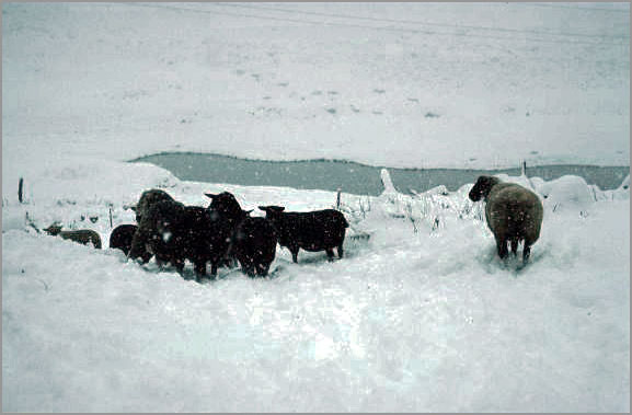 sheep in snow