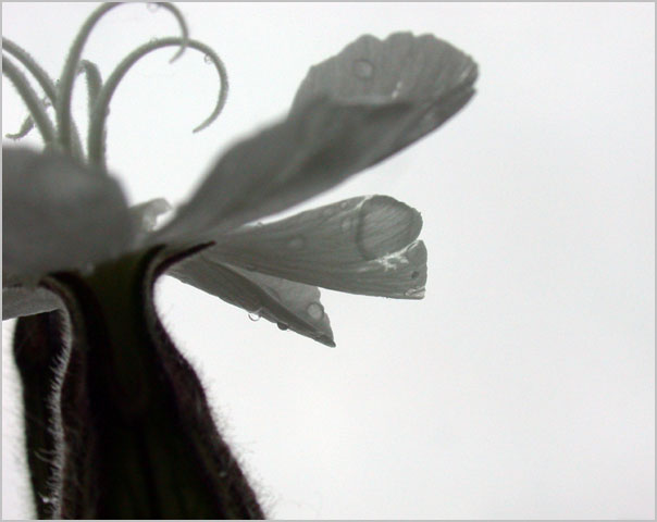 white campion