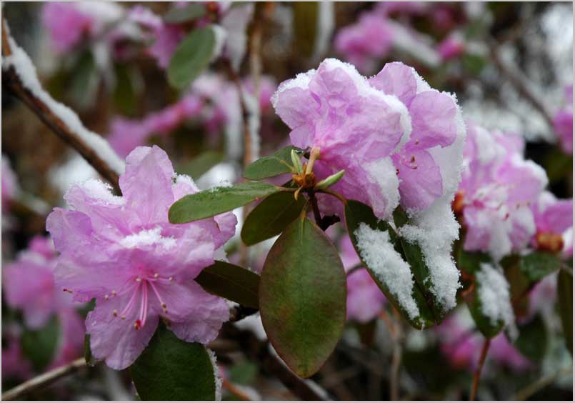 snow on azalea