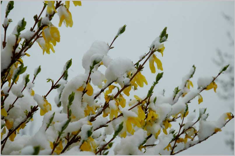 snow on forsythia