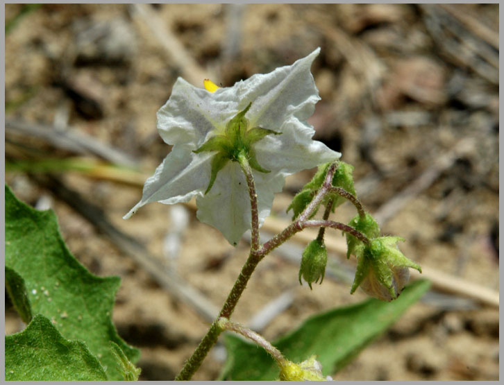 black nightshade