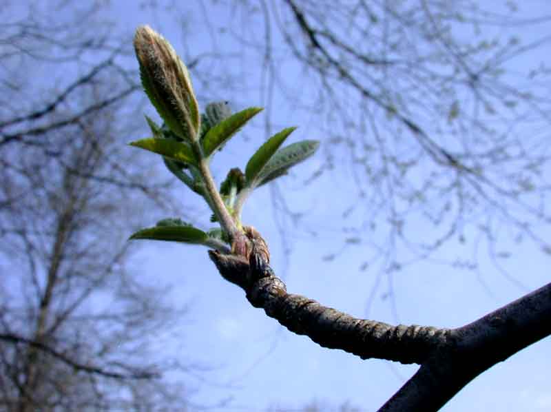 european mountain ash