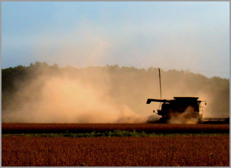 soybean harvest