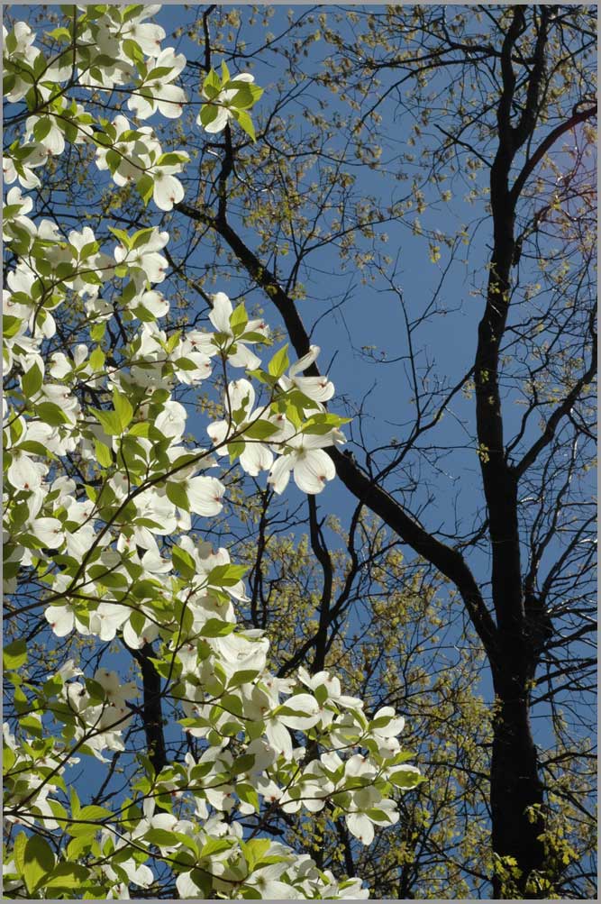 solitary dogwood