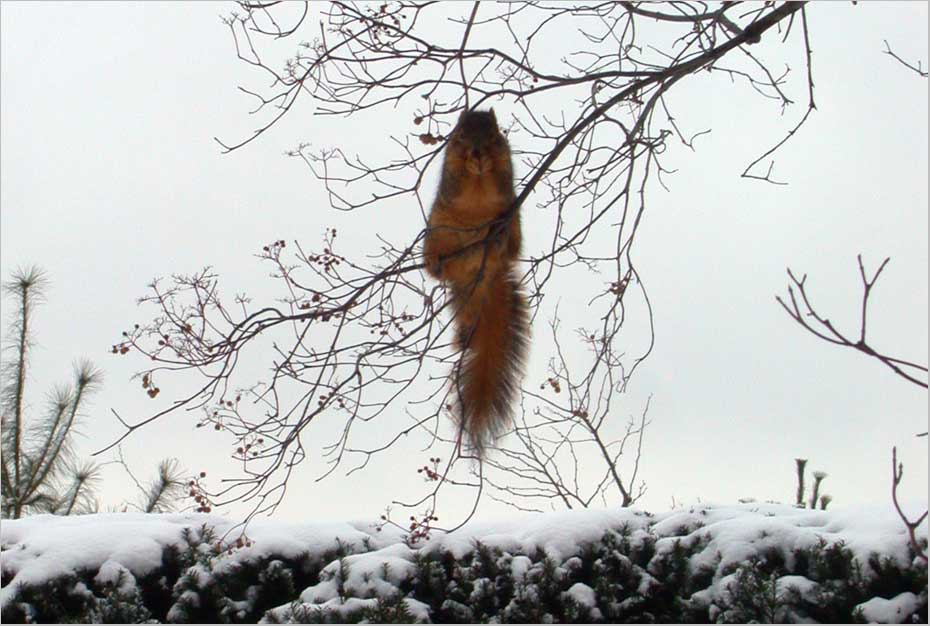 squirrel in dogwood