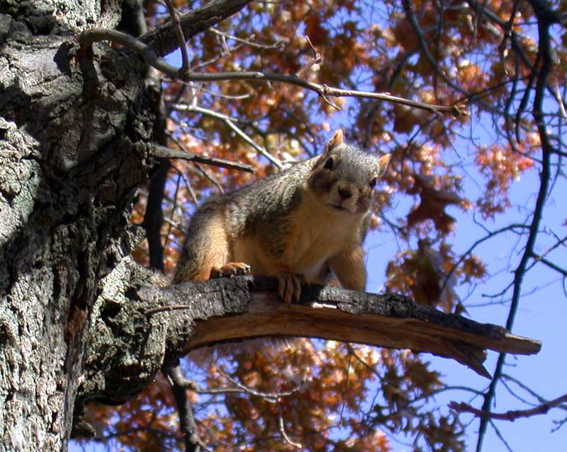 gray squirrel