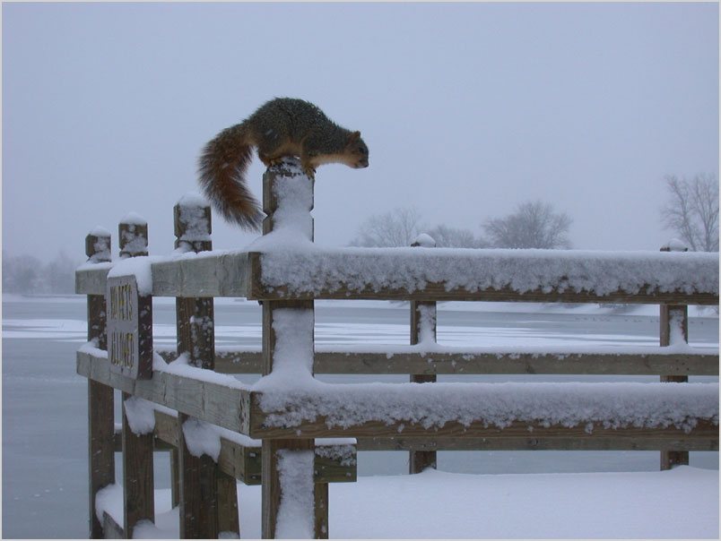 christmas squirrel