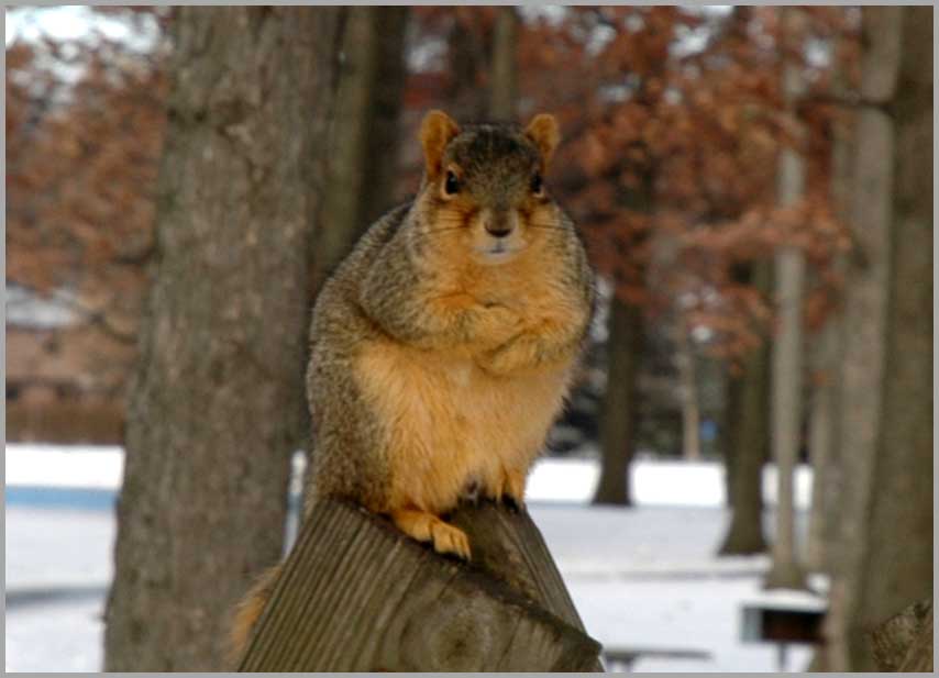 squirrel, keeping warm