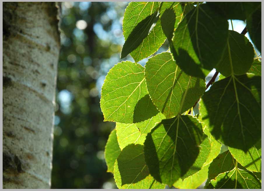 summer aspen