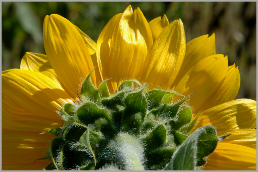 sunflower, view from rear