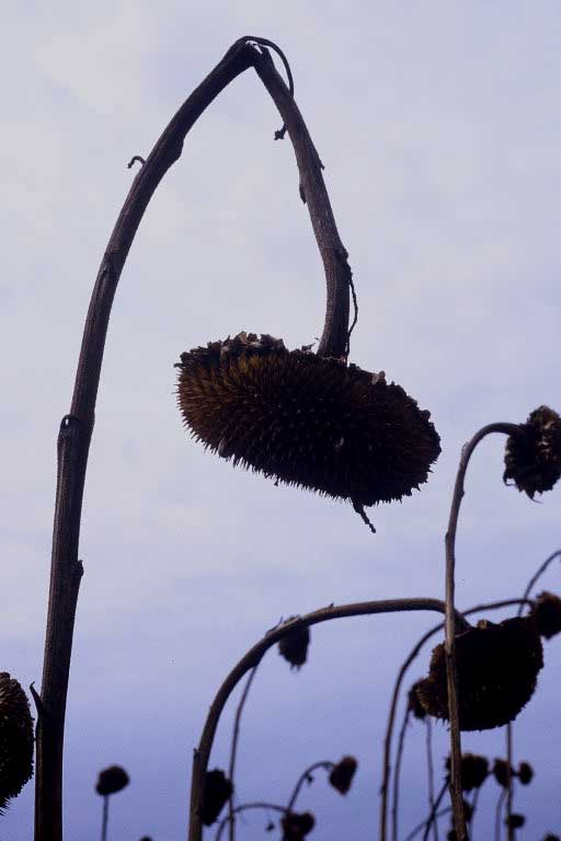 choir of fall sunflowers