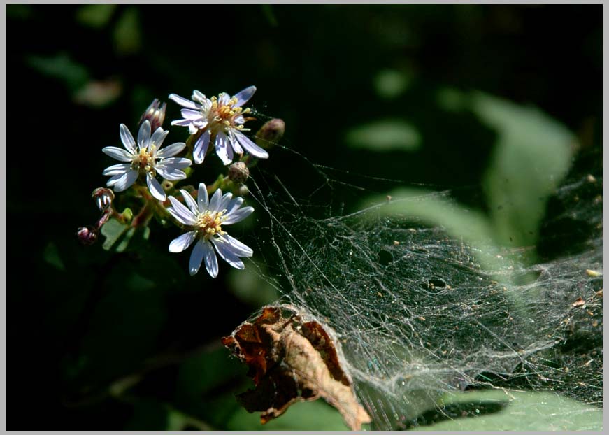 wavy-leaf aster