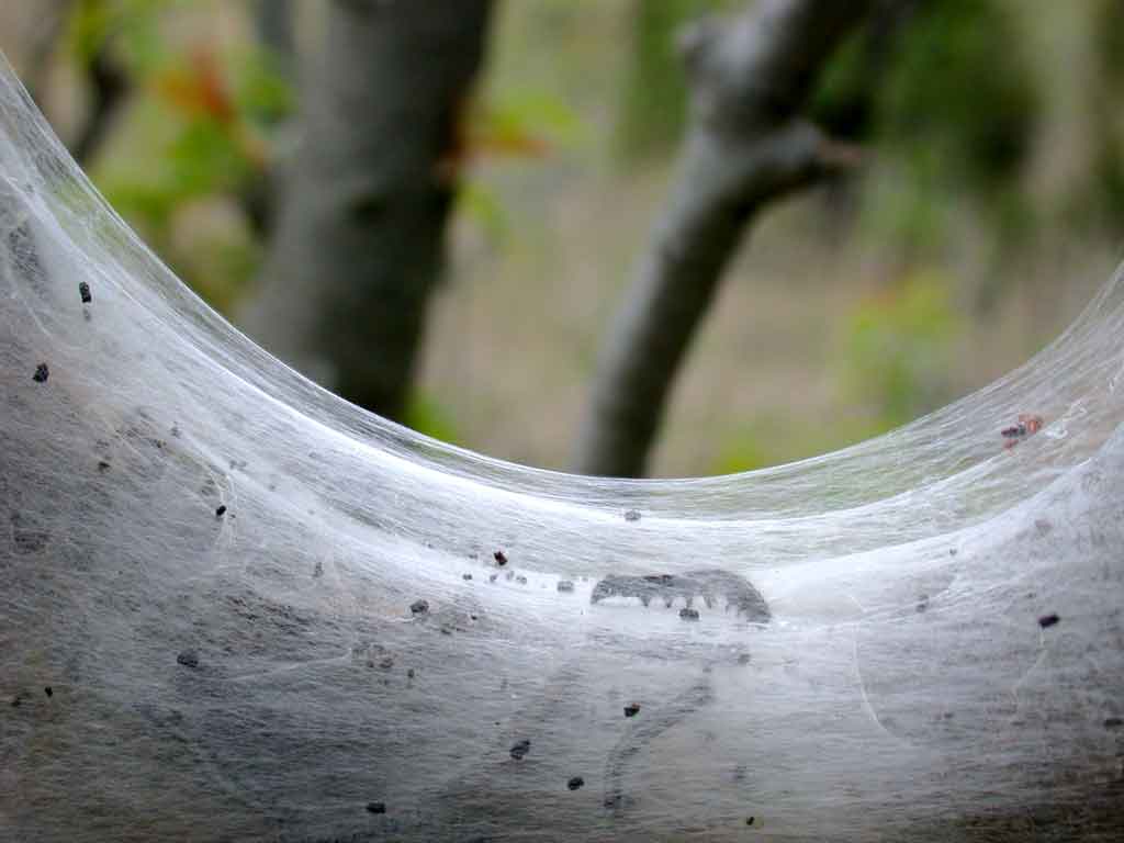 tent caterpillars