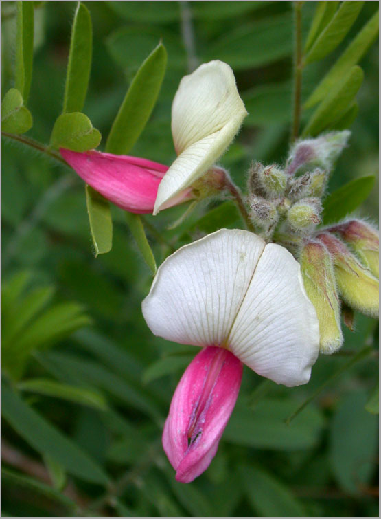 goat's rue duo