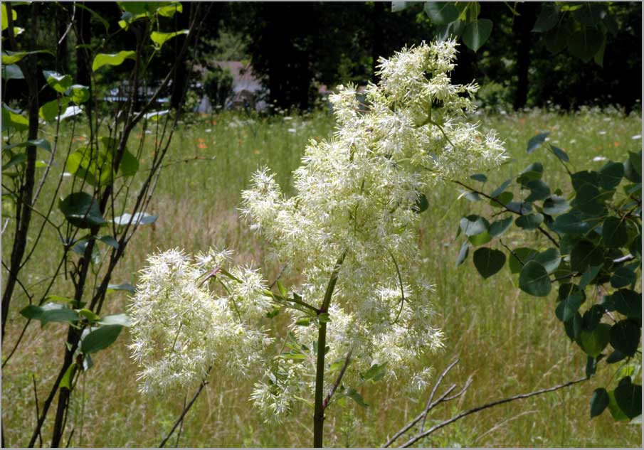 tall meadow rue, flowers