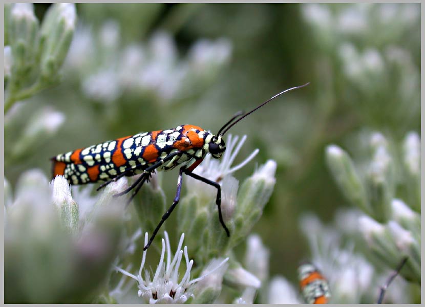 thoroughwort bugs