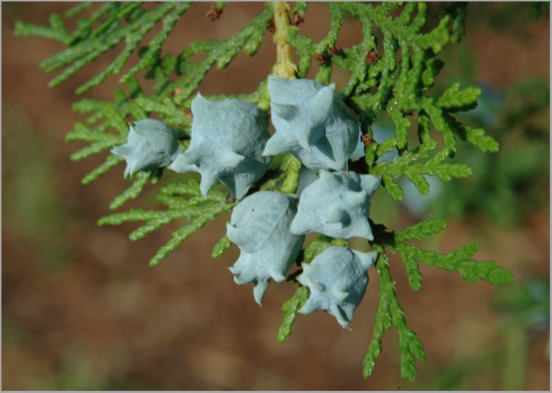 Vaizdo rezultatas pagal užklausą „thuja cones“