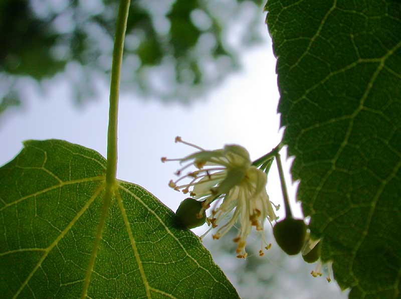 tilia flowers