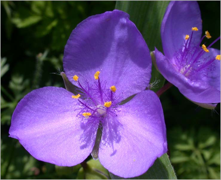 spiderwort