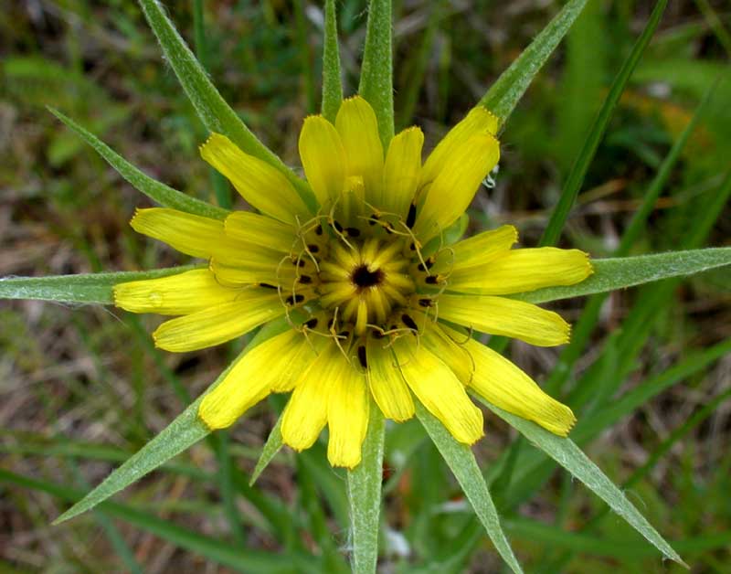 yellow salsify