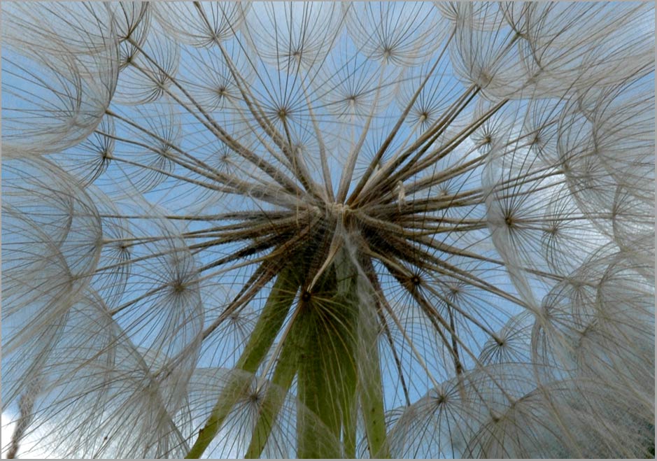 yellow salsify seedhead