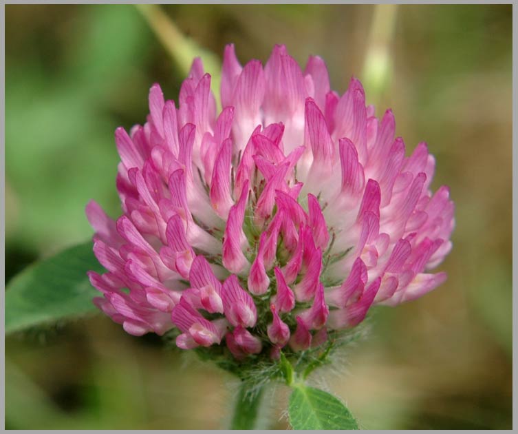 red clover