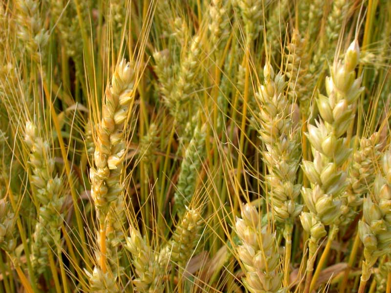 winter wheat, almost ripe