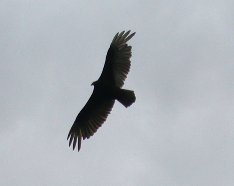 turkey vulture