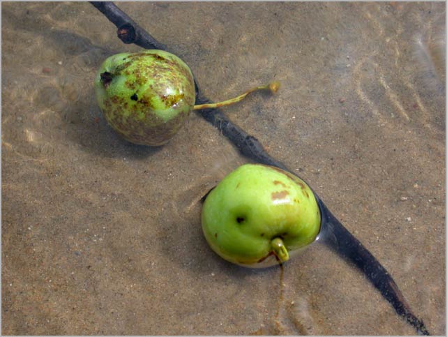 two apples, floating