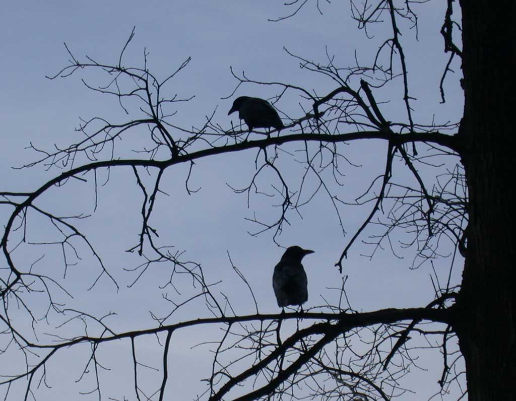 two crows