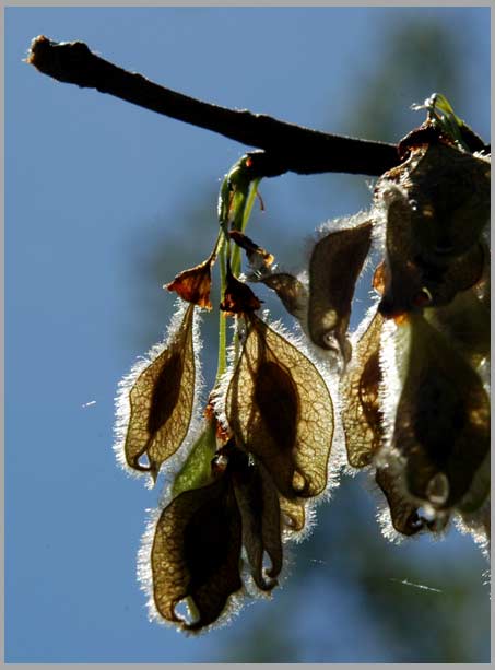 slippery elm, samara