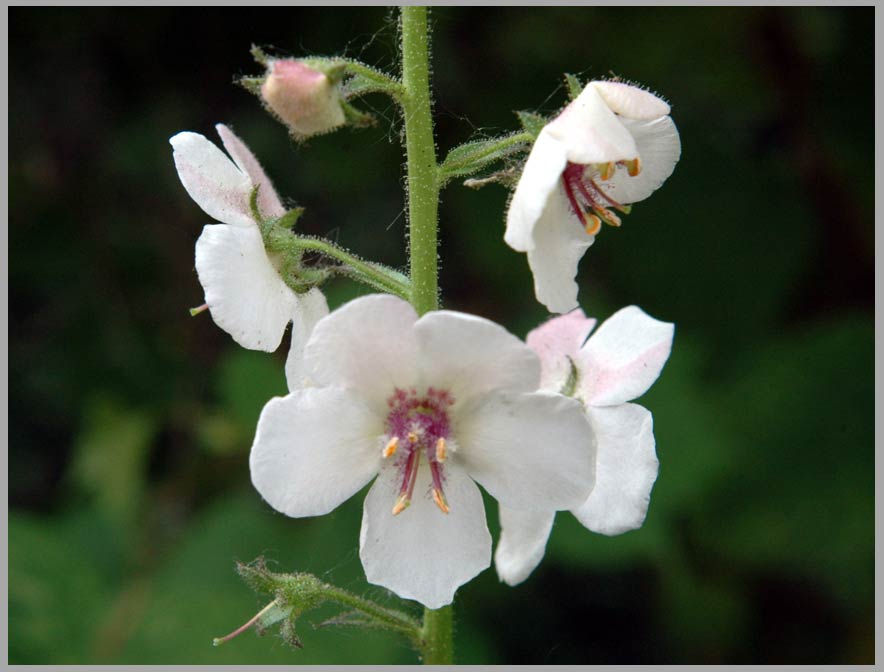 moth mullein