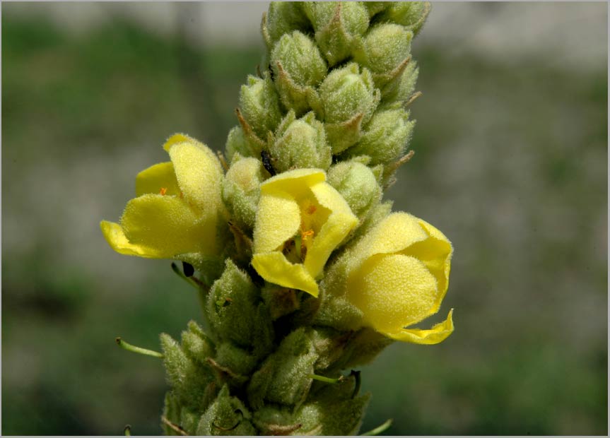 verbascum