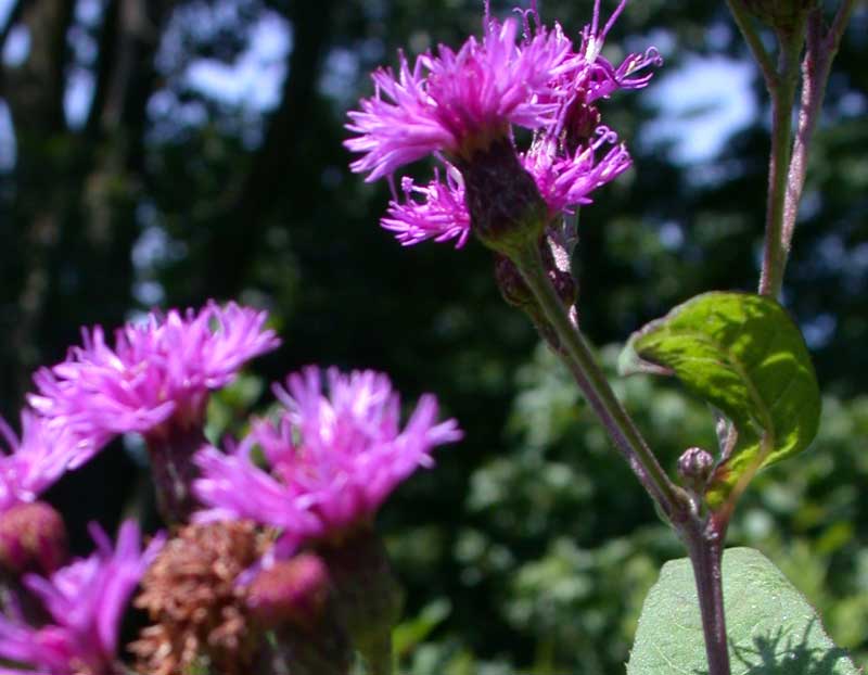 ironweed summer